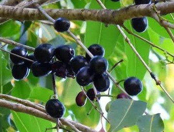 Jamun Beej